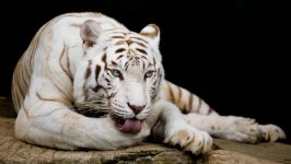 Desktop image. Animals. ID:124259