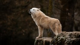 Desktop image. Animals. ID:124323