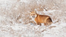 Desktop image. Animals. ID:124388