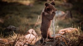 Desktop image. Animals. ID:124470