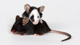 Desktop image. Animals. ID:124641