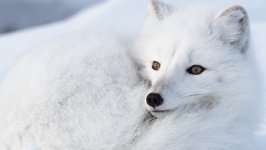 Desktop image. Animals. ID:124722