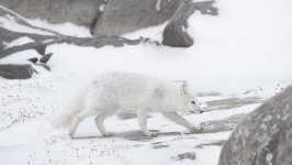 Desktop image. Animals. ID:124723