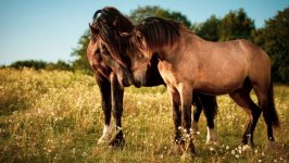 Desktop image. Animals. ID:125009