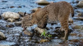 Desktop image. Animals. ID:125173