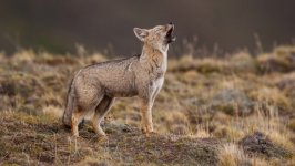 Desktop image. Animals. ID:125198