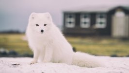 Desktop image. Animals. ID:125554