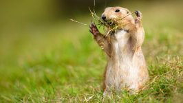 Desktop image. Animals. ID:125621