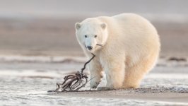 Desktop image. Animals. ID:125857