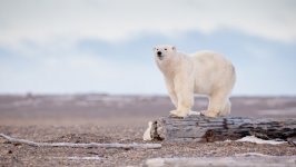 Desktop image. Animals. ID:125858
