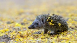 Desktop image. Animals. ID:126452