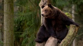 Desktop image. Animals. ID:126724