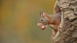 Desktop image. Animals. ID:126793
