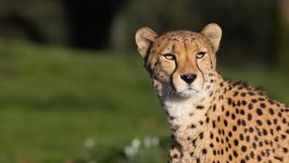 Desktop image. Animals. ID:126948