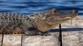 Desktop image. Animals. ID:126968