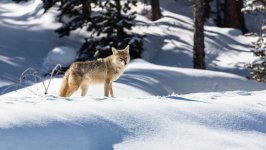 Desktop image. Animals. ID:127257