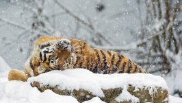 Desktop image. Animals. ID:127521