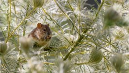 Desktop image. Animals. ID:127608