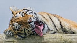 Desktop image. Animals. ID:127897