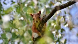 Desktop image. Animals. ID:128119