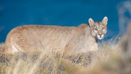 Desktop image. Animals. ID:128125