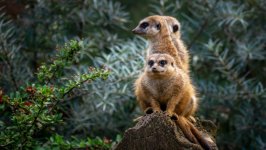 Desktop image. Animals. ID:128221
