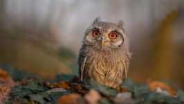 Desktop image. Animals. ID:128281
