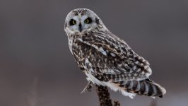 Desktop image. Animals. ID:128283