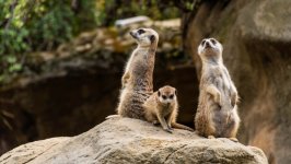 Desktop image. Animals. ID:128284
