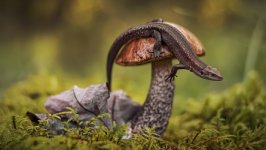 Desktop image. Animals. ID:128372