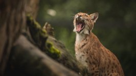 Desktop image. Animals. ID:128506