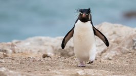 Desktop image. Animals. ID:128750