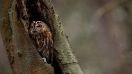 Desktop image. Animals. ID:128827