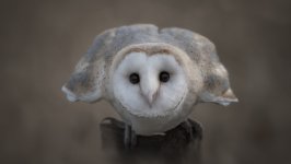 Desktop image. Animals. ID:128902