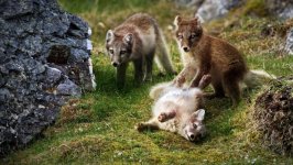 Desktop image. Animals. ID:128939