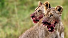 Desktop image. Animals. ID:129092