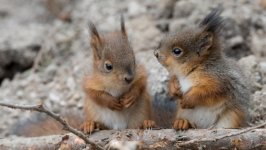 Desktop image. Animals. ID:129477