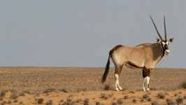 Desktop image. Animals. ID:129486