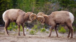 Desktop image. Animals. ID:129502