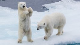 Desktop image. Animals. ID:129515