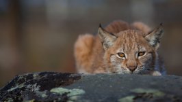 Desktop image. Animals. ID:129591