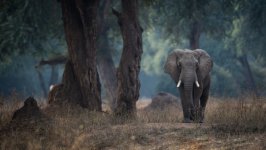 Desktop image. Animals. ID:129642