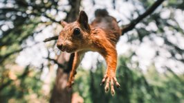 Desktop image. Animals. ID:129955