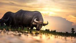Desktop image. Animals. ID:129980