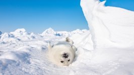 Desktop image. Animals. ID:130061