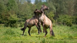 Desktop image. Animals. ID:130204