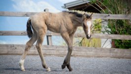 Desktop image. Animals. ID:130257