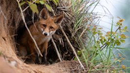 Desktop image. Animals. ID:130772