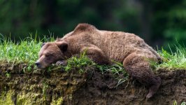 Desktop image. Animals. ID:130775