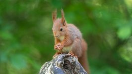 Desktop image. Animals. ID:130913